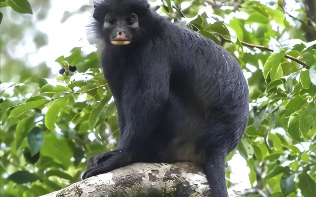 Descubren en el Congo al Likweli una nueva especie de mono con labios naranjas
