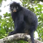 Descubren en el Congo al Likweli una nueva especie de mono con labios naranjas