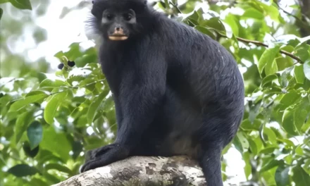 Descubren en el Congo al Likweli una nueva especie de mono con labios naranjas