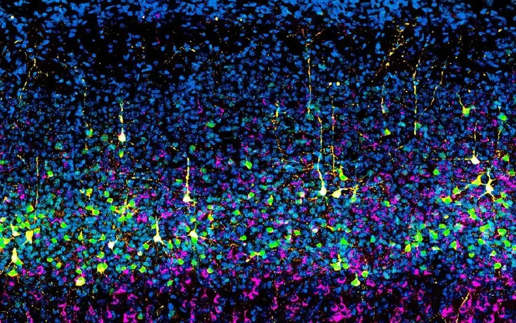 Un estudio del CNB-CSIC redefine el proceso de formación de la corteza cerebral