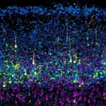 Un estudio del CNB-CSIC redefine el proceso de formación de la corteza cerebral