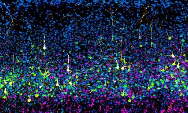 Un estudio del CNB-CSIC redefine el proceso de formación de la corteza cerebral