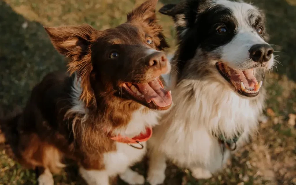 Lanzan un DNI Canino para perros sin raza definida