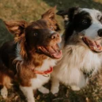 Lanzan un DNI Canino para perros sin raza definida