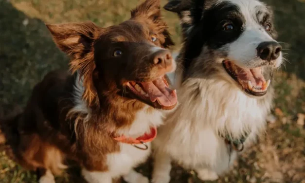 Lanzan un DNI Canino para perros sin raza definida